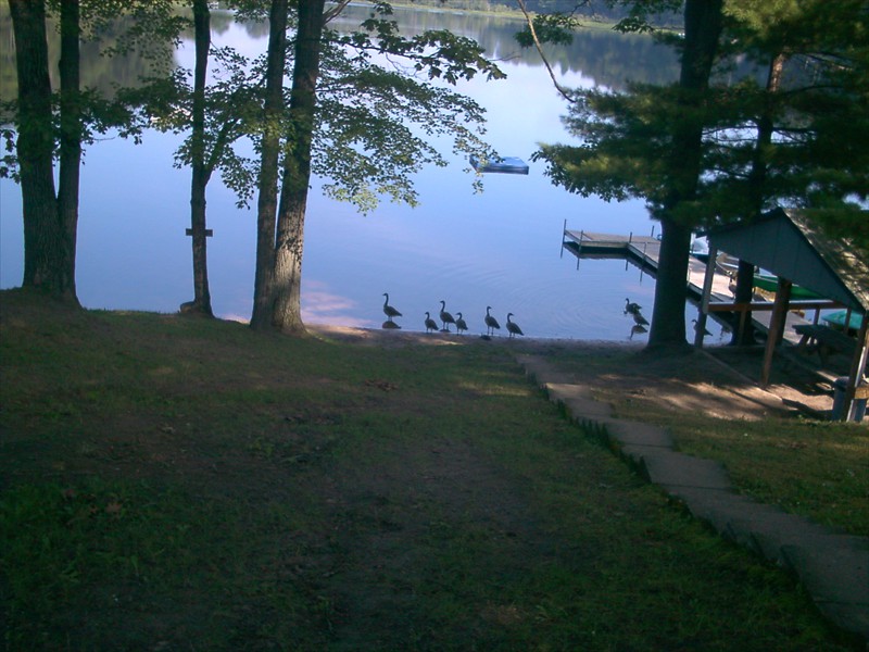 Canadian Geese and other wildlife are frequent visitors to our lakefront.